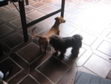 Feliz ano novo cachorrada!!!