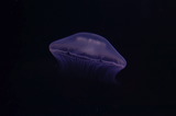 jelly