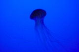 jelly2