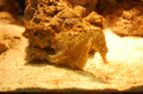 seahorse