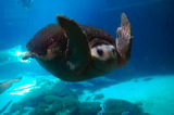 tortuga