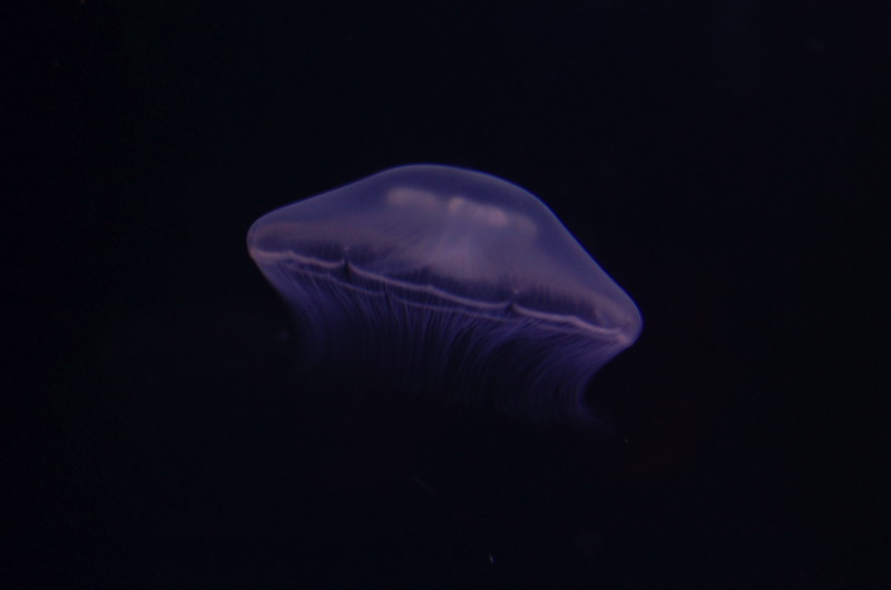 jelly.jpg