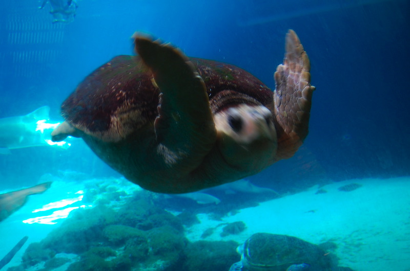 tortuga.jpg
