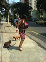 dogtrouble