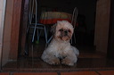 flipdog