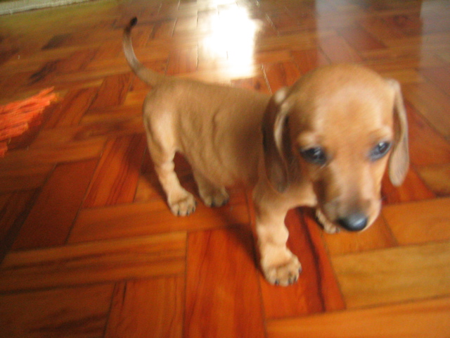 pequena e cabeçuda