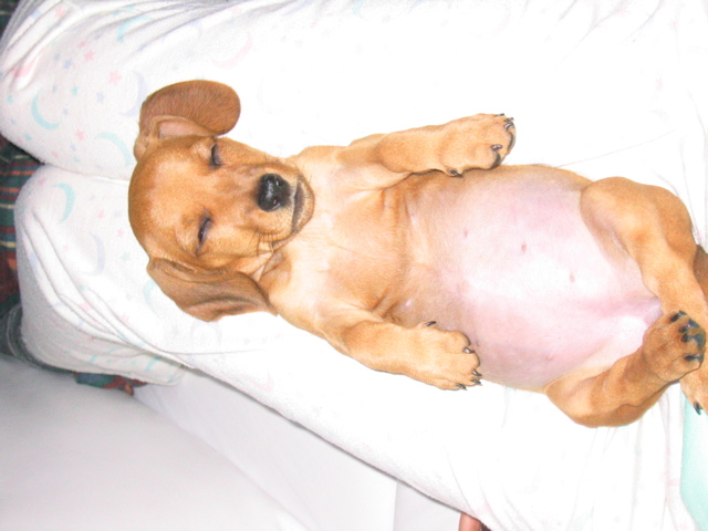 barriga de verme