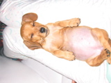 barriga de verme