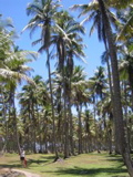 fazenda de côco