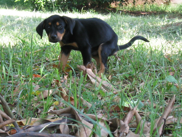 cocozinho