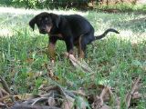 cocozinho