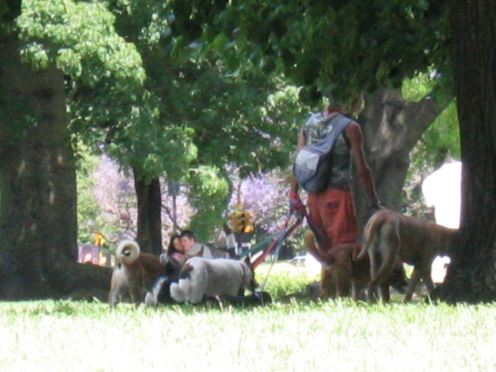 dogwalker II