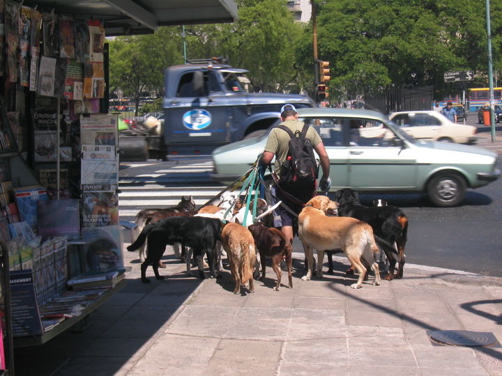dogwalker