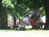 dogwalker II