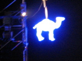 camel