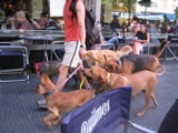 dogwalker III