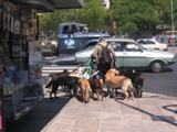 dogwalker