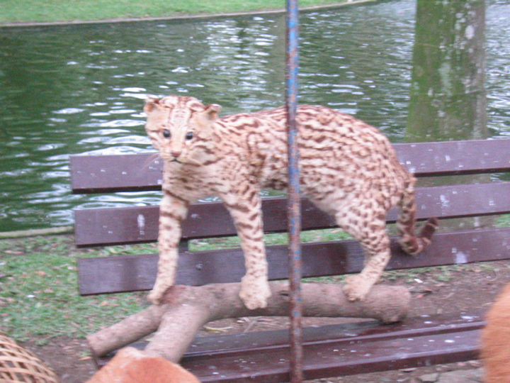 taxidermia