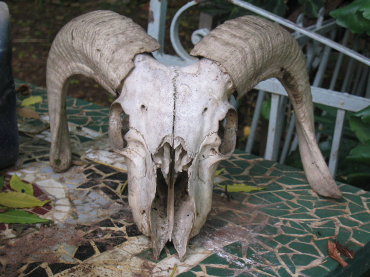 bode skull