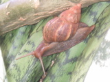 invasão de lesmas