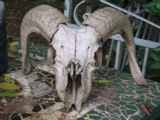 bode skull