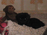 quem é o macaco?