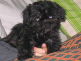 ewok?