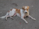 lahabana_063