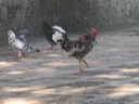lahabana_072