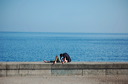 lahabana_145