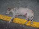 panama_031