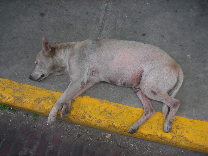 panama_031.jpg