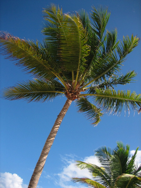 puntacana_025.jpg